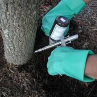 calgary tree fertilizer treatment